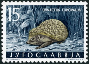 Northern White-breasted Hedgehog (Erinaceus europaeus)