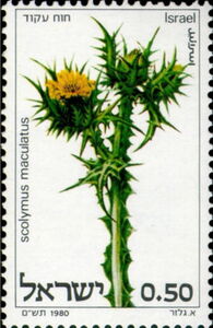 Scolymus maculatus