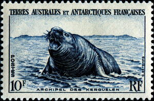 Southern Elephant Seal (Mirounga leonina)