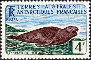 Leopard Seal (Hydrurga leptonyx)