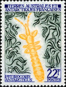 Long-necked Stink Bug (Phtirocoris antarcticus)