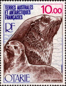 Kerguelen Fur Seal (Arctocephalus gazella)