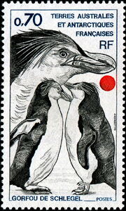 Royal Penguin (Eudyptes schlegeli)