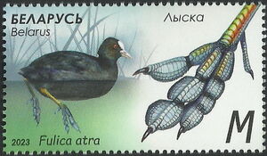 Eurasian Coot (Fulica atra)