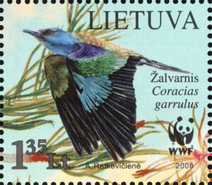 European Roller (Coracias garrulus), in Flight