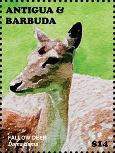 Fallow Deer (Dama dama)