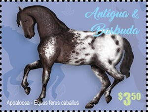 Appaloosa (Equus ferus caballus)