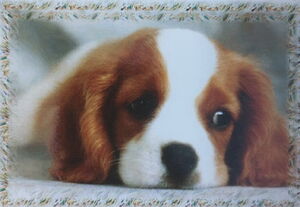 Calendario 2026 Cavalier King Charles Spaniel - Foto Di Alta Qualità, Rilegatura Robusta, Mensile, Perfetto Come Regalo