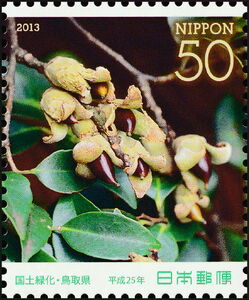 Itajii Chinkapin (Castanopsis sieboldii)