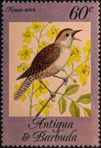 House Wren (Troglodytes aedon)