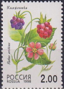 Arctic Bramble (Rubus arcticus)