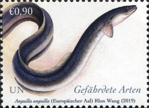 European Eel (Anguilla anguilla)