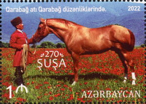 Karabakh Horse in the Karabakh Plains