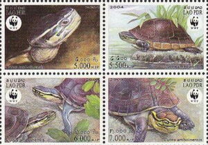 Amboina Box Turtle (Cuora amboinensis)