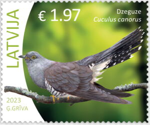 Common Cuckoo (Cuculus canorus)