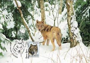 Wolf (Canis lupus)