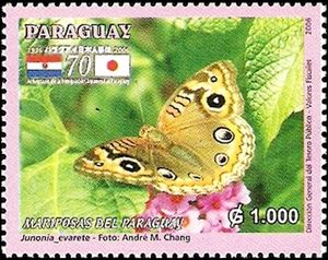West Indian Buckeye (Junonia evarete)