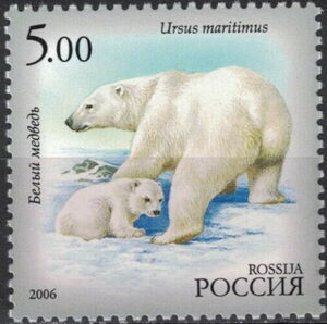 Polar Bear (Ursus maritimus)