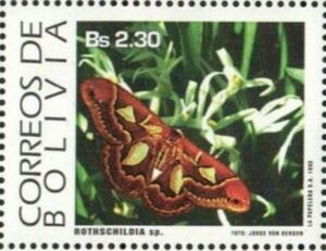 Orizaba Silkmoth (Rothschildia orizaba)