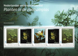 Plants in the sand extraction pond