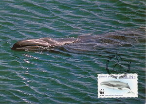 Postcard: Pygmy Right Whale (Caperea marginata) (South Africa(- World Wide  Fund for Nature) Col:ZA-000445