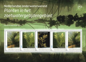 Plants in the freshwater tidal area