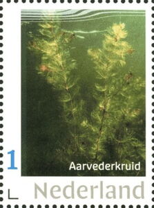 Spiked water-milfoil