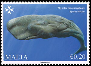 Sperm Whale (Physeter macrocephalus)