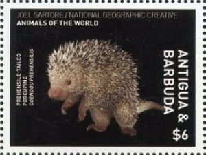 Prehensile-tailed Porcupine (Coendu prehensilis)