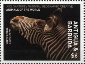 Grevy's Zebra (Equas grevyi)