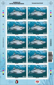 Porbeagle Shark (Lamna nasus)