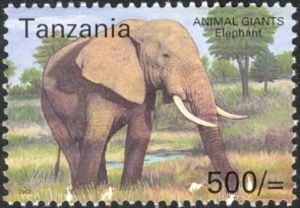 African Elephant (Loxodonta africana)