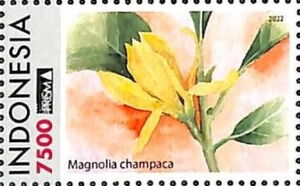 Magnolia Champaca (Champak)