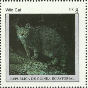 Wildcat (Felis silvestris)