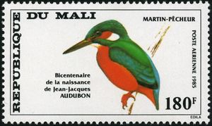 Common Kingfisher (Alcedo atthis)