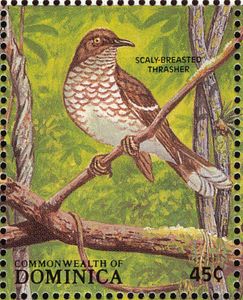 Scaly-breasted Thrasher (Allenia fusca)