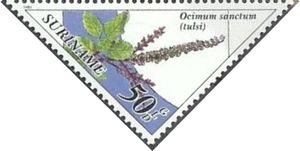 Tuisi (Ocimum sanctum)