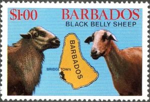 Black Belly Sheep (Ovis ammon aries), Map