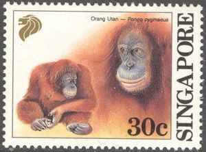 Bornean Orangutan (Pongo pygmaeus)
