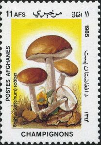 Brown birch bolete (Leccinum scabrum)