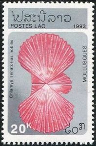 Scallop (Chlamys senatorius nobilis)