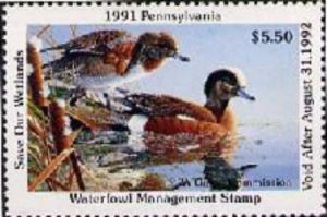 American wigeon (Anas americana)