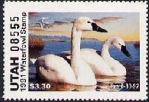Tundra swan (Cygnus bewickii)