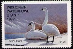 Tundra swan (Cygnus bewickii)