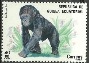 Western Gorilla (Gorilla gorilla)