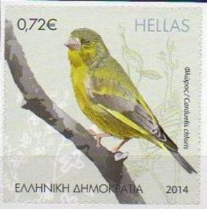 European Greenfinch (Carduelis chloris)