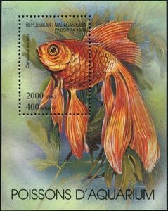 Goldfish (Carassius auratus)