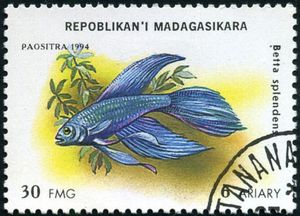 Siamese Fighting Fish (Betta splendens)