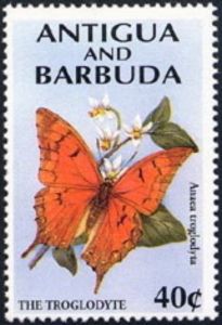 Florida Leafwing (Anaea troglodyta)