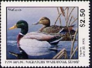 Mallard (Anas platyrhynchos)